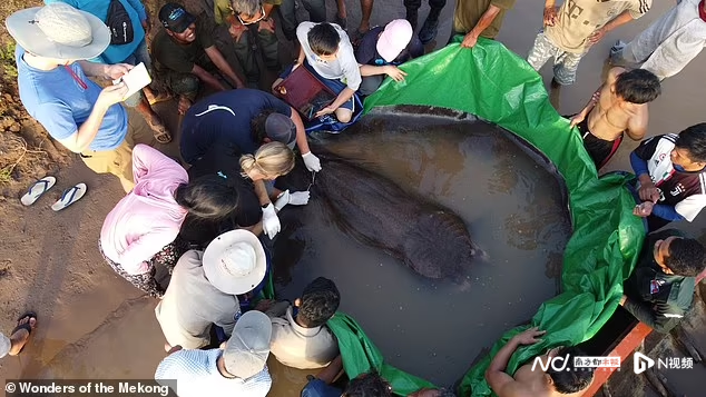 黄貂鱼(世界最大淡水鱼黄貂鱼惊现柬埔寨湄公河，重300千克长4米)