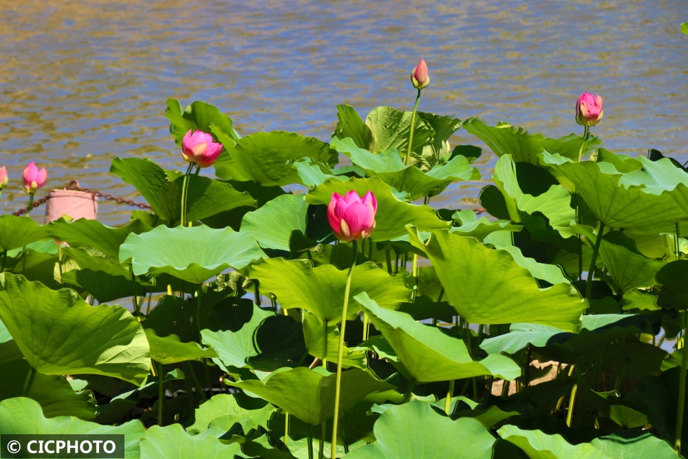 北京莲花池公园荷花盛开