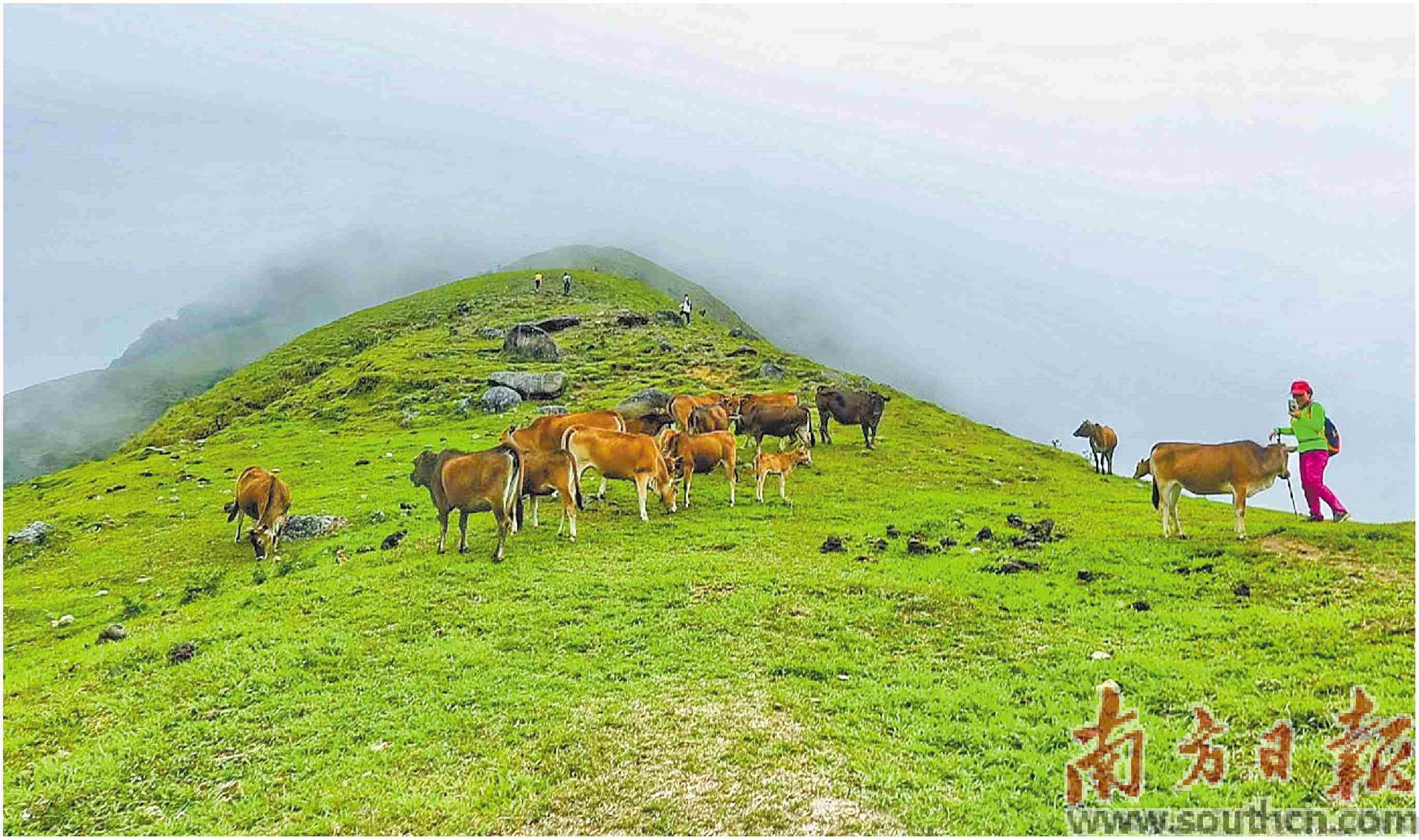 高山绿茶甘甜 高山黄牛鲜美