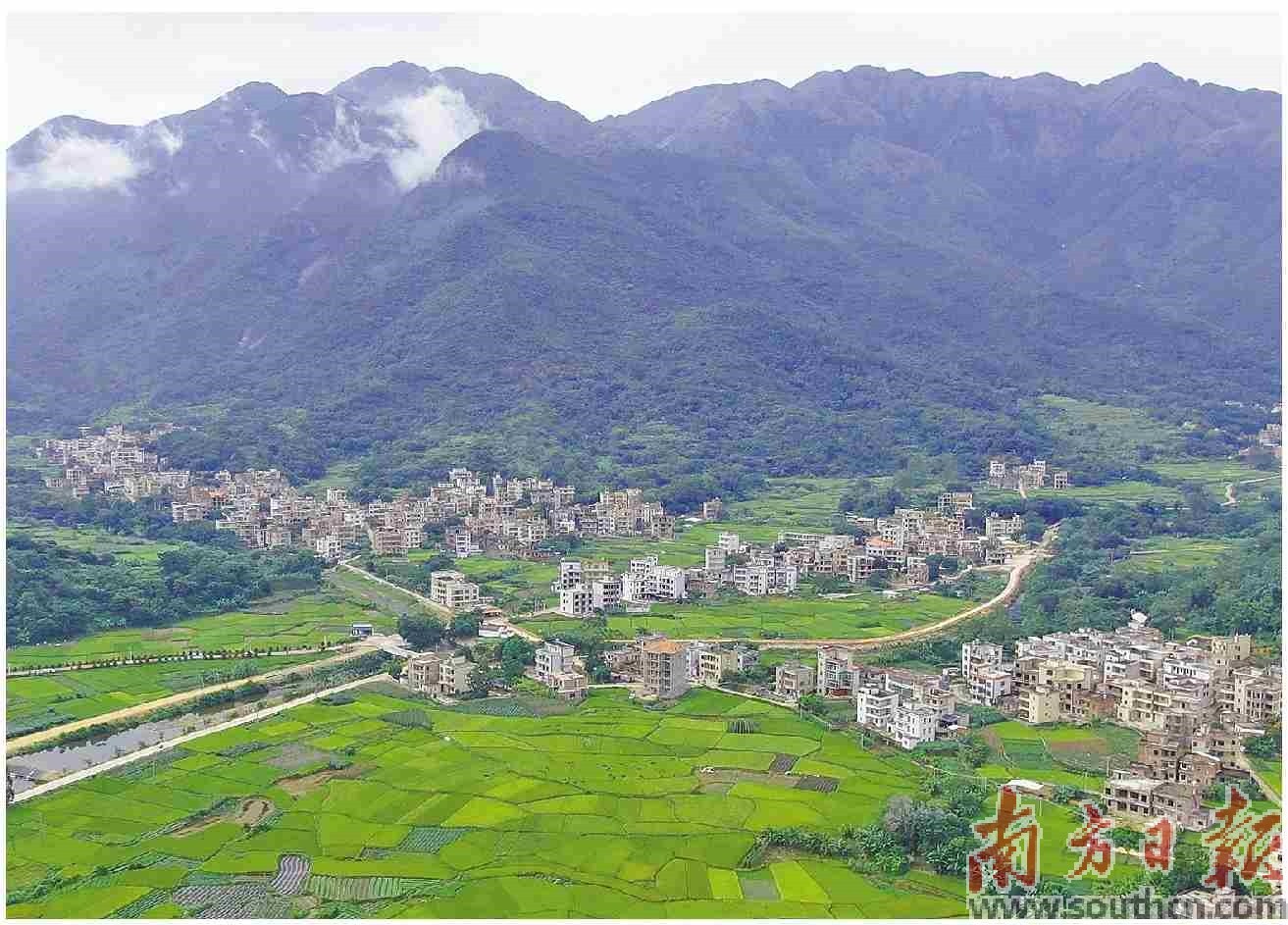 高山绿茶甘甜 高山黄牛鲜美