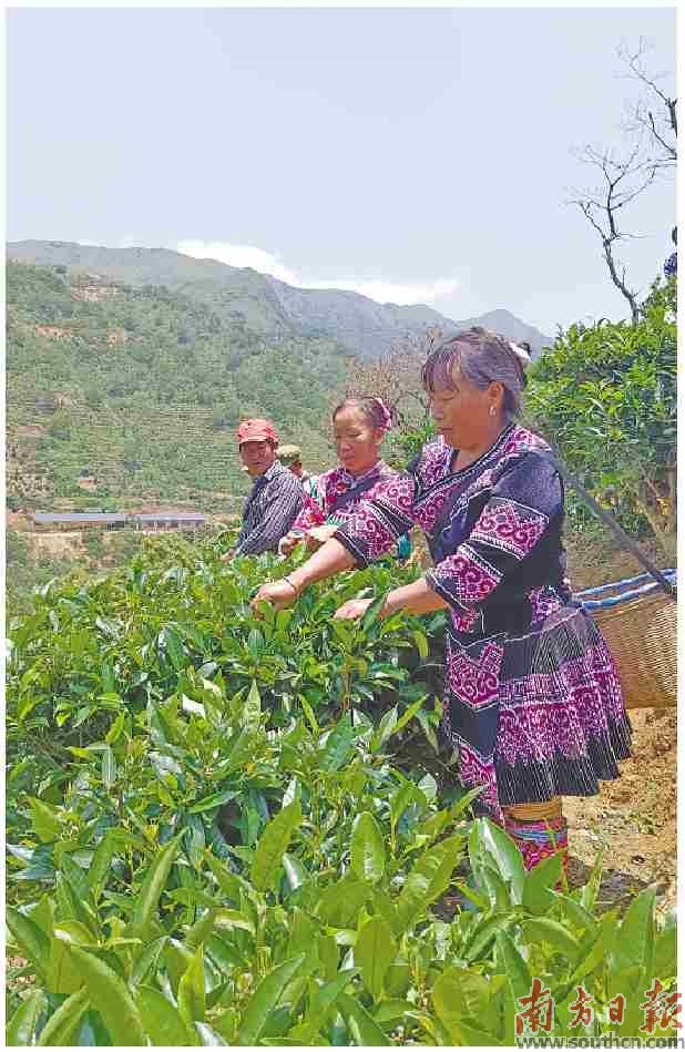 高山绿茶甘甜 高山黄牛鲜美