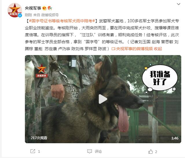 军士学员国字号证书等级考核 军犬雨中陪考