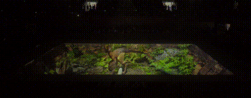 哪里能看到篮球比赛现场观众照片（全国首次！裸眼3D灯光秀应用于大型篮球联赛）