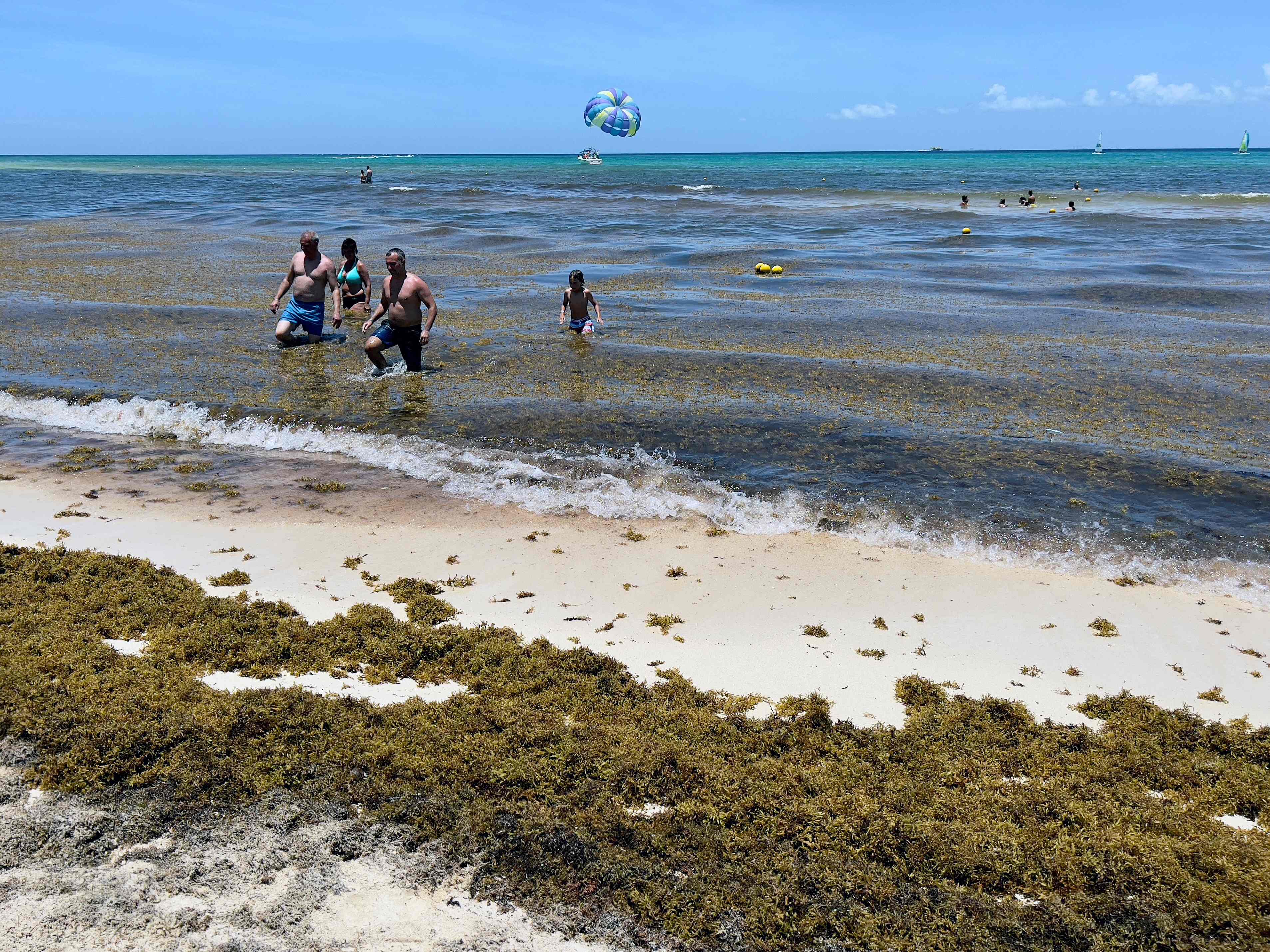 （外代一线）墨西哥：马尾藻密布的海滩