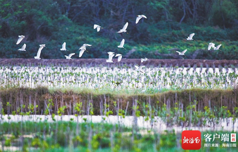 椰城“岛”游