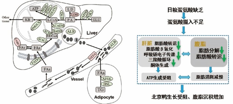 研究揭示蛋氨酸分子机制 科学调控肉鸭脂肪生长