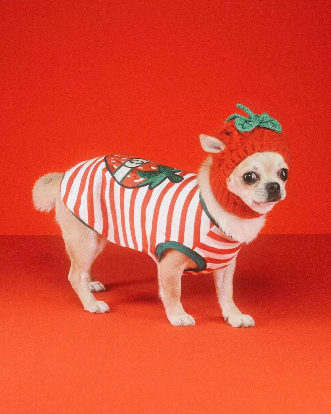 Off-White奶酪牛津鞋尽显摩登，古驰为萌宠打造梦幻系列｜是日美好事物