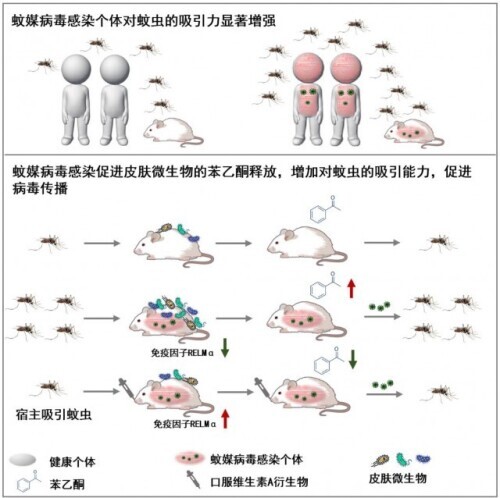 清华团队研究揭蚊媒病毒防控新思路：调节宿主气味阻断传播