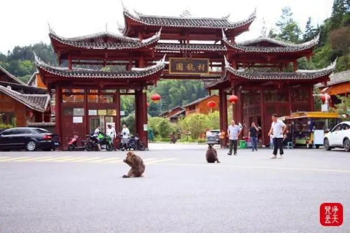 到团龙村串门咯！藏酋猴家族萌翻梵净山