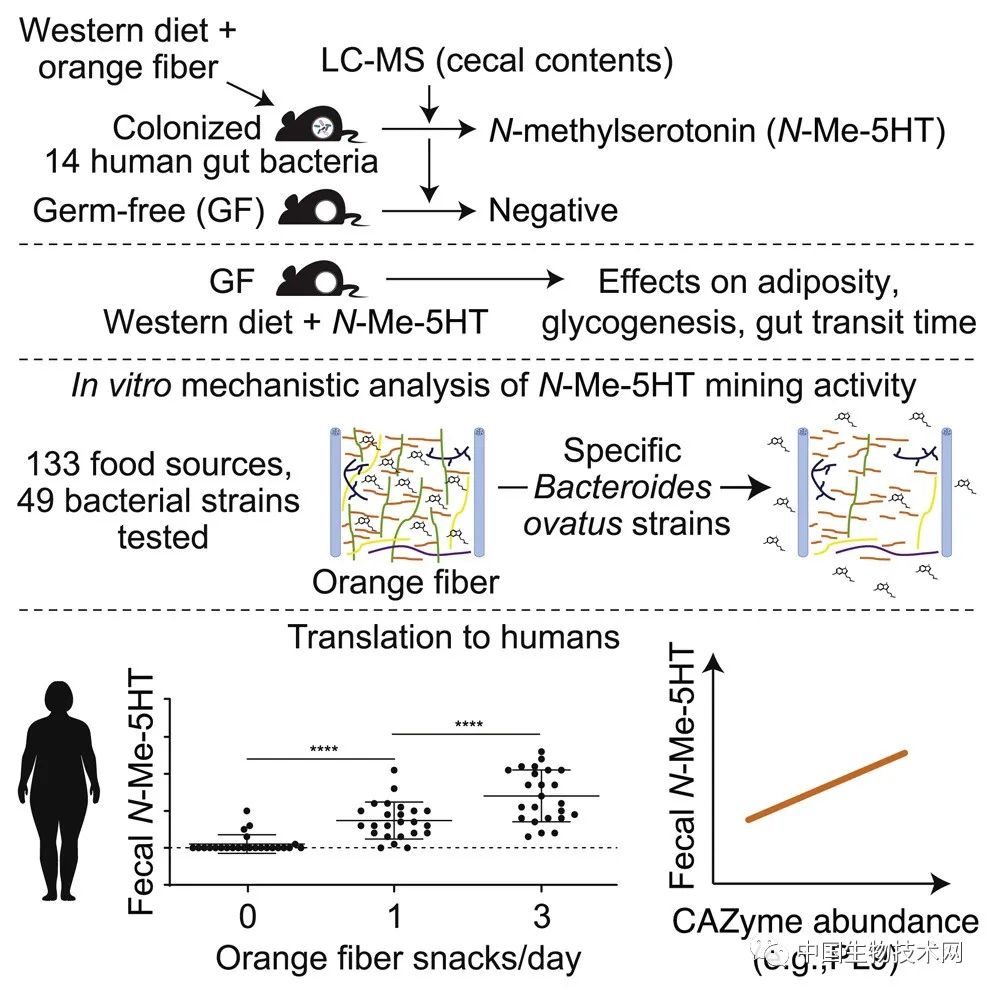变废为宝！Cell：用肠道细菌