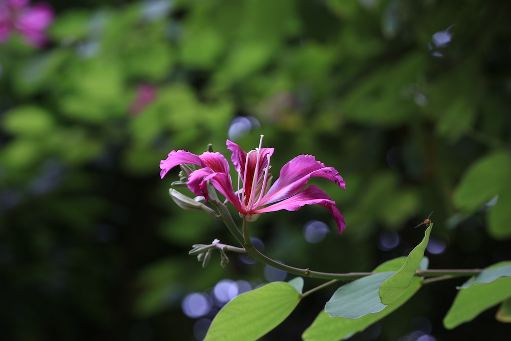 香港区旗两种颜色代表什么(香港“紫荆花”背后的百年传奇)