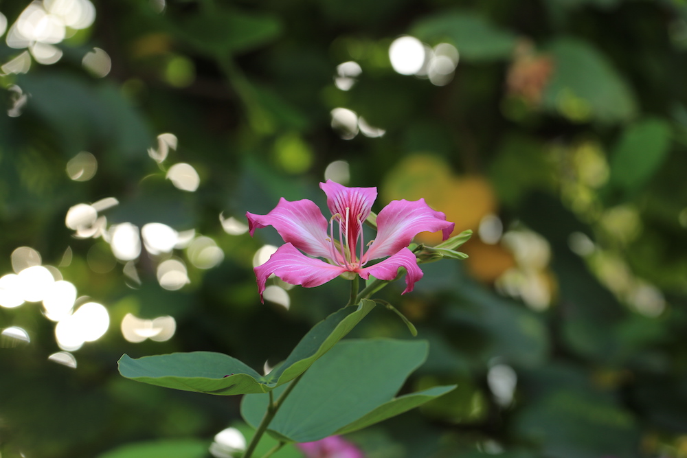 香港区旗两种颜色代表什么(香港“紫荆花”背后的百年传奇)