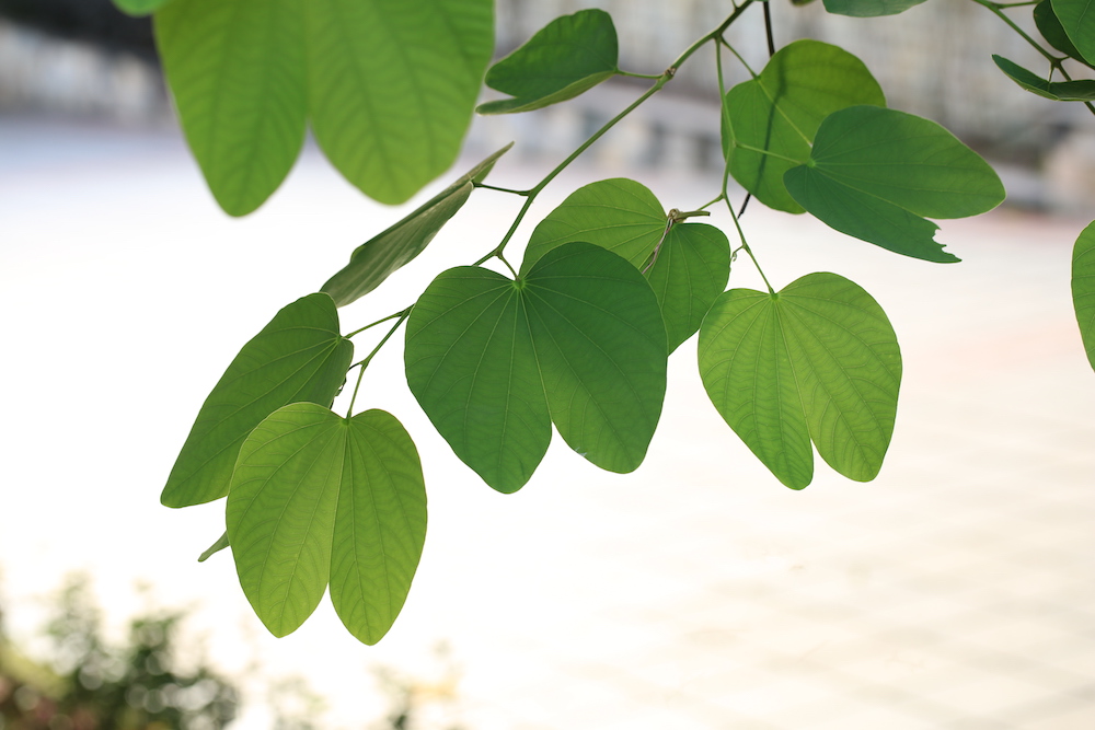 香港区旗两种颜色代表什么(香港“紫荆花”背后的百年传奇)