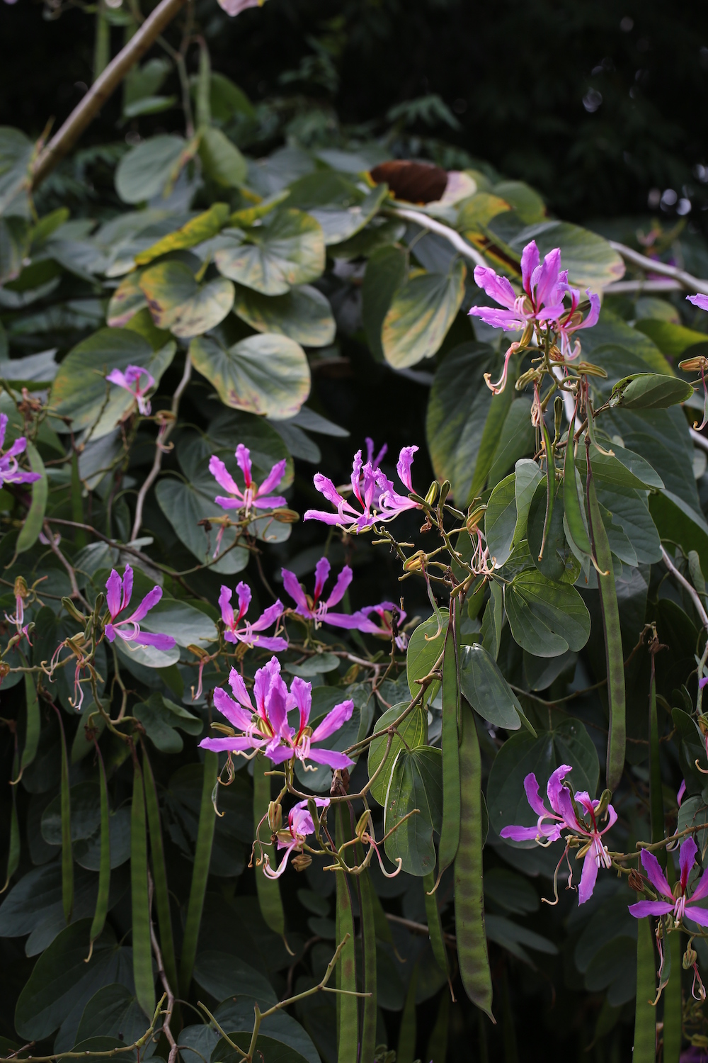 香港区旗两种颜色代表什么(香港“紫荆花”背后的百年传奇)