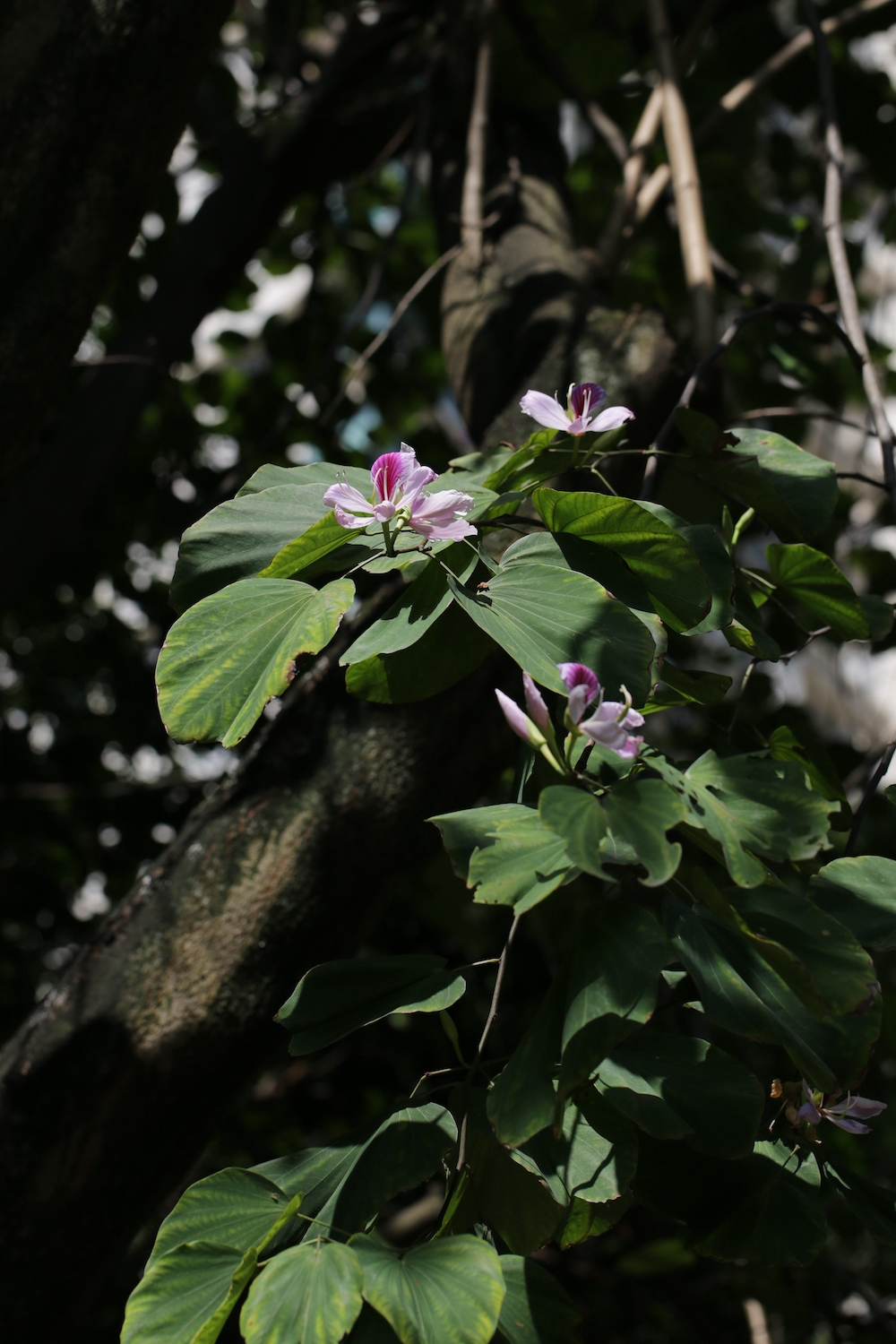 香港区旗两种颜色代表什么(香港“紫荆花”背后的百年传奇)