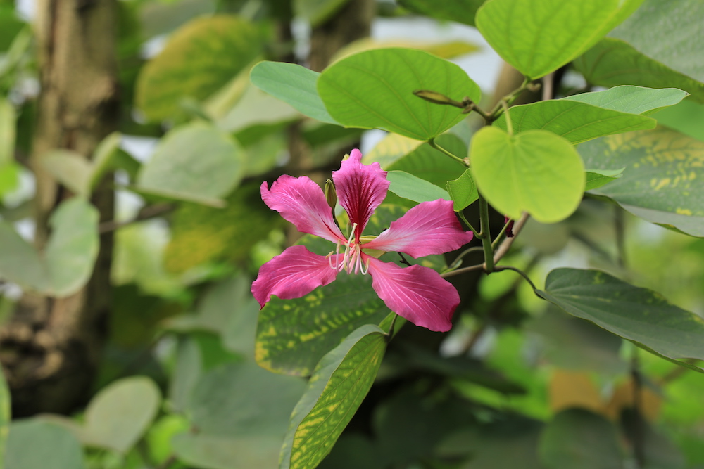 香港区旗两种颜色代表什么(香港“紫荆花”背后的百年传奇)