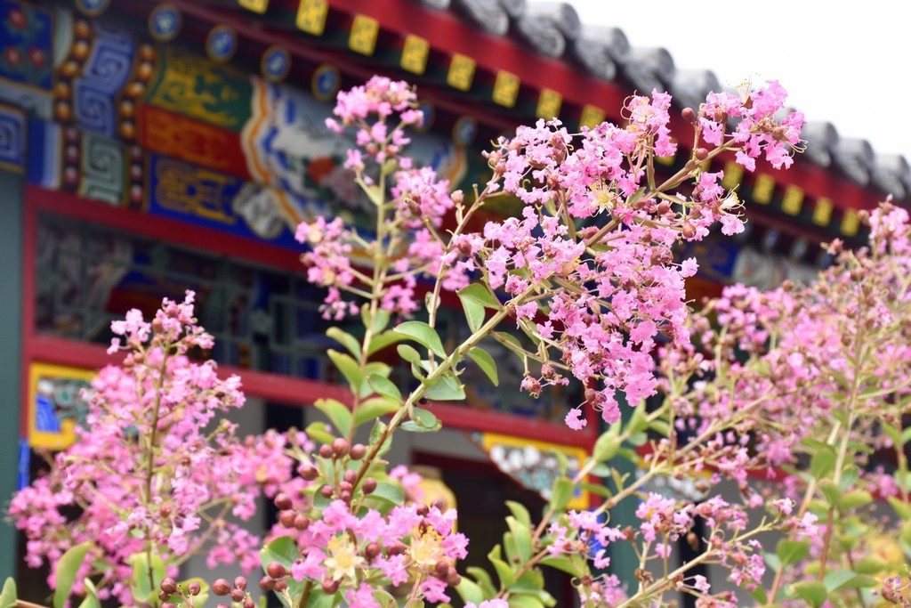 北京夏日时节国家植物园紫薇花开进入盛花期 香气扑鼻令人陶醉