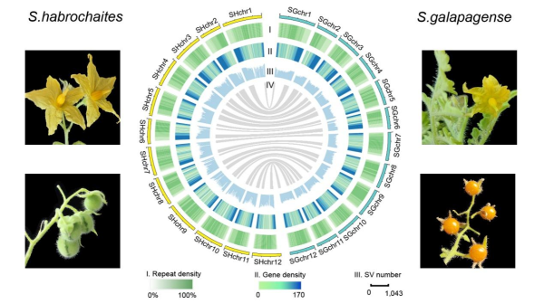 野生番茄基因组研究取得进展