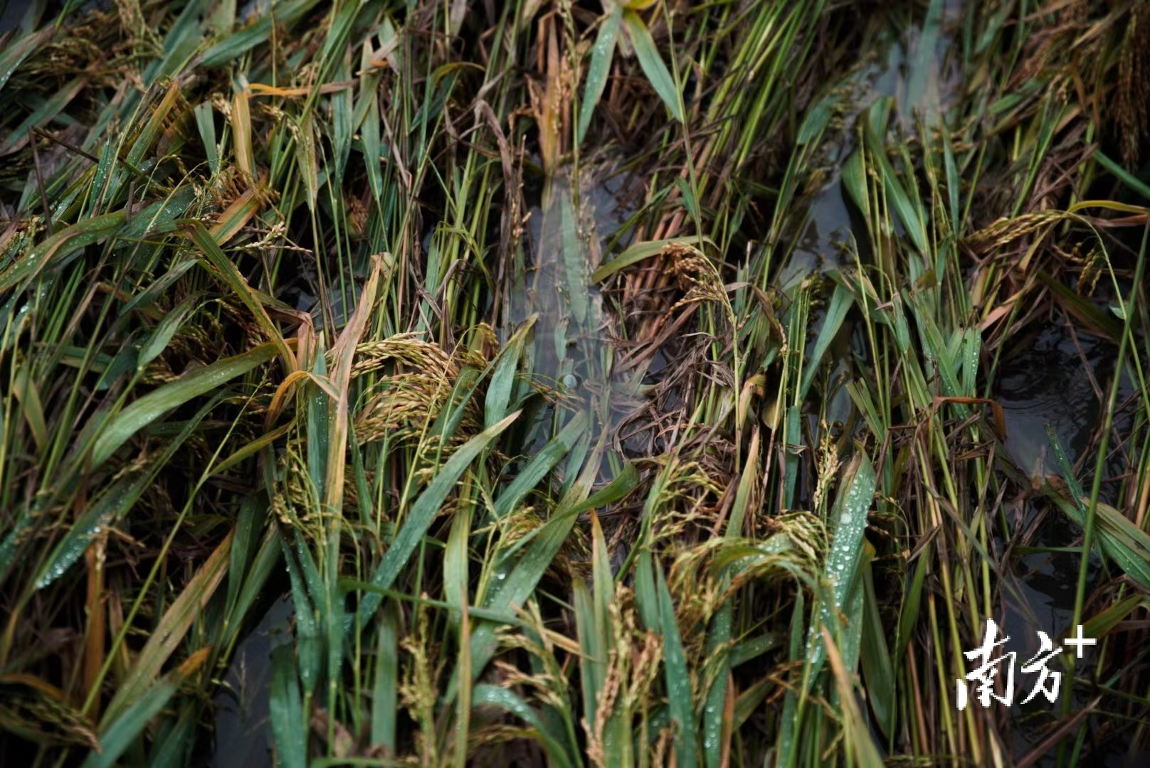 台风登陆后的茂名农田：夏稻收获之际，水稻成片倒伏浸水