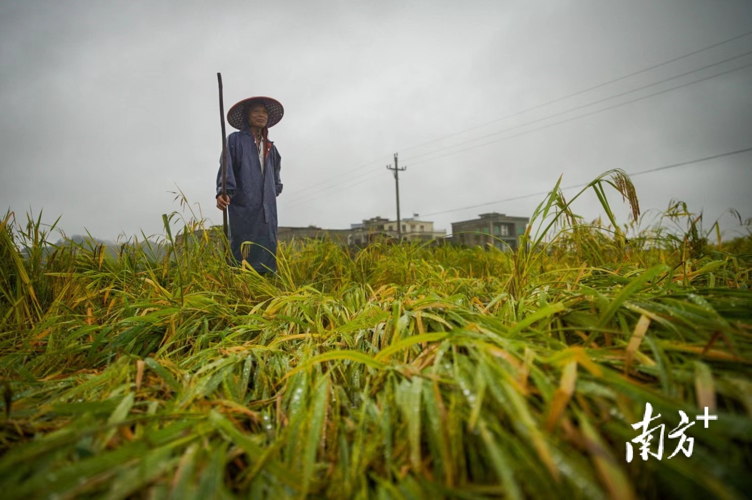 台风登陆后的茂名农田：夏稻收获之际，水稻成片倒伏浸水