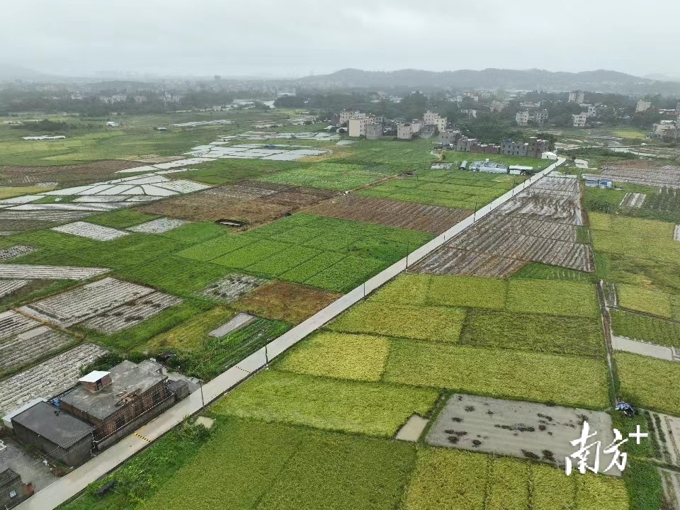 台风登陆后的茂名农田：夏稻收获之际，水稻成片倒伏浸水