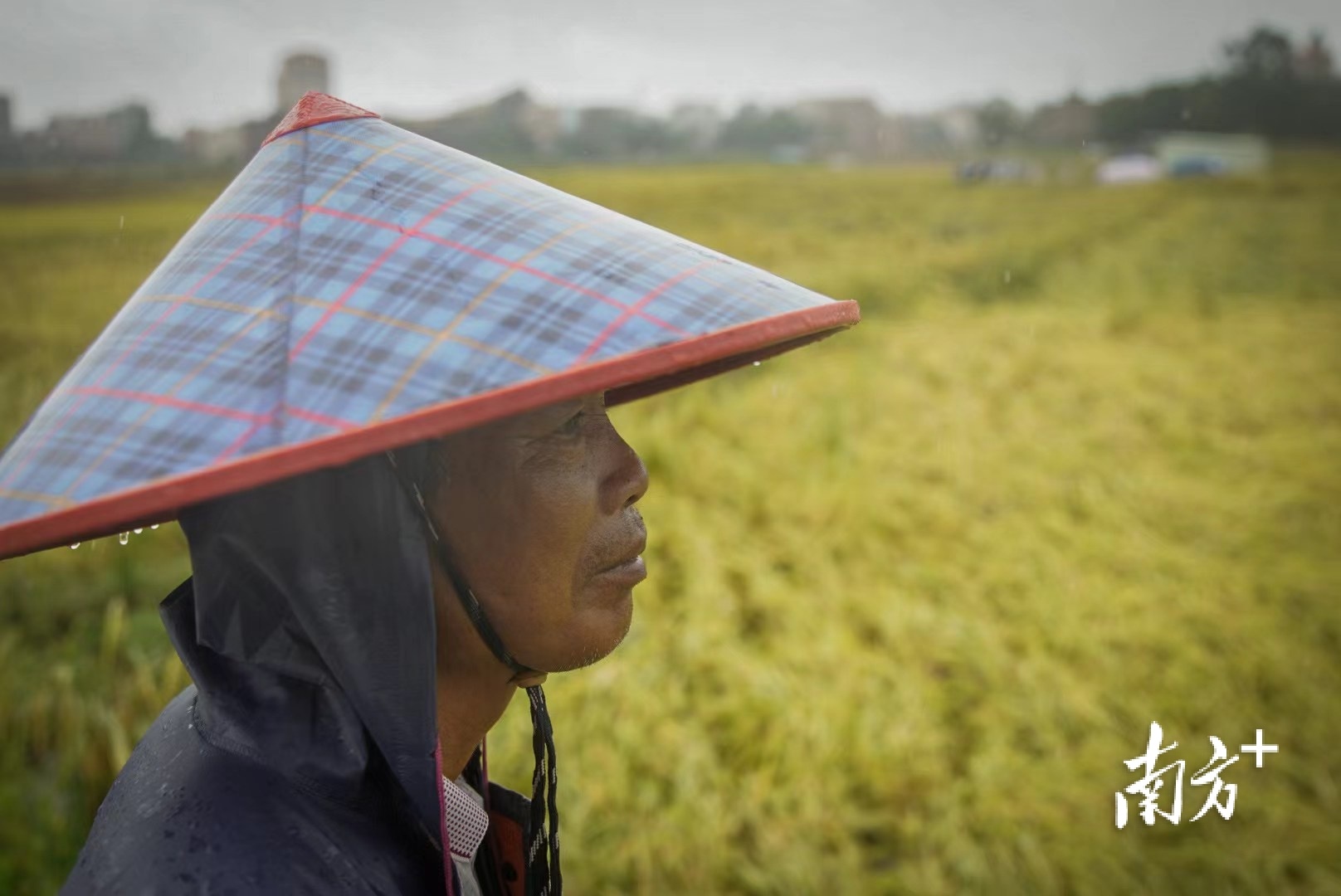 台风登陆后的茂名农田：夏稻收获之际，水稻成片倒伏浸水