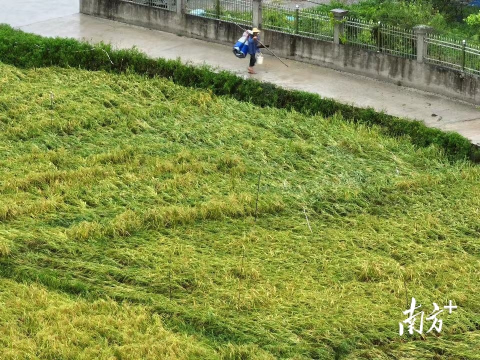 台风登陆后的茂名农田：夏稻收获之际，水稻成片倒伏浸水