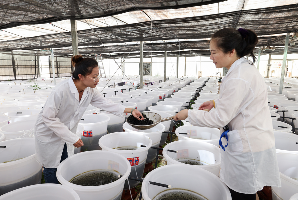 球状念珠藻（葛仙米）在大姚昙华养殖成功