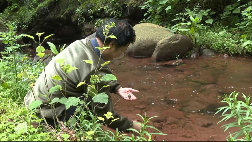 球状念珠藻（葛仙米）在大姚昙华养殖成功