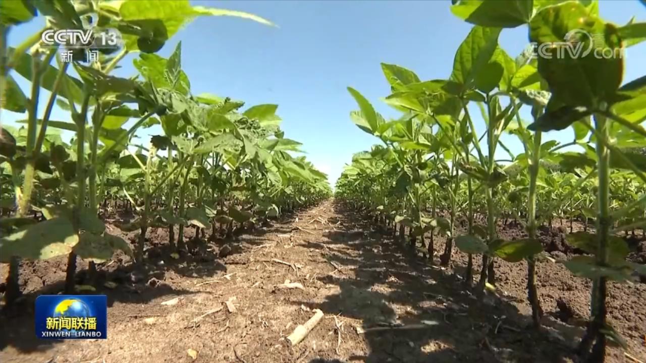 「在希望的田野上·三夏时节」不误农时促夏管夯实粮食稳产基础