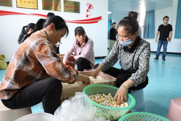 江西甲鱼苗出售点在哪里(上树采蜜橘下水捞甲鱼：江西南丰老区走出一条绿色发展之路)