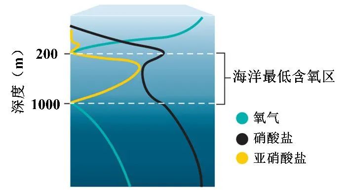 Science：既能產(chǎn)氧氣又能產(chǎn)氮氣的氨氧化奇古菌