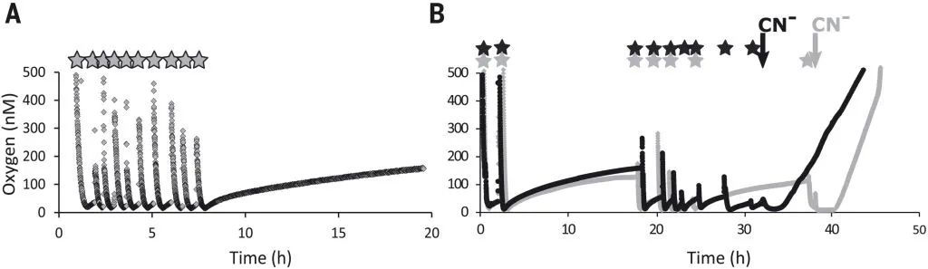 Science：既能产氧气又能产氮气的氨氧化奇古菌