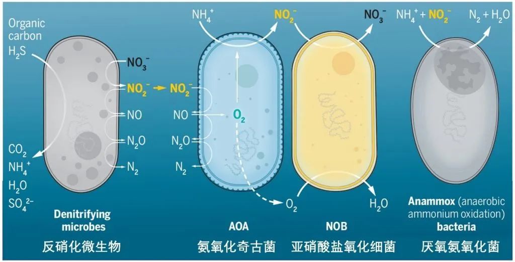 Science：既能产氧气又能产氮气的氨氧化奇古菌