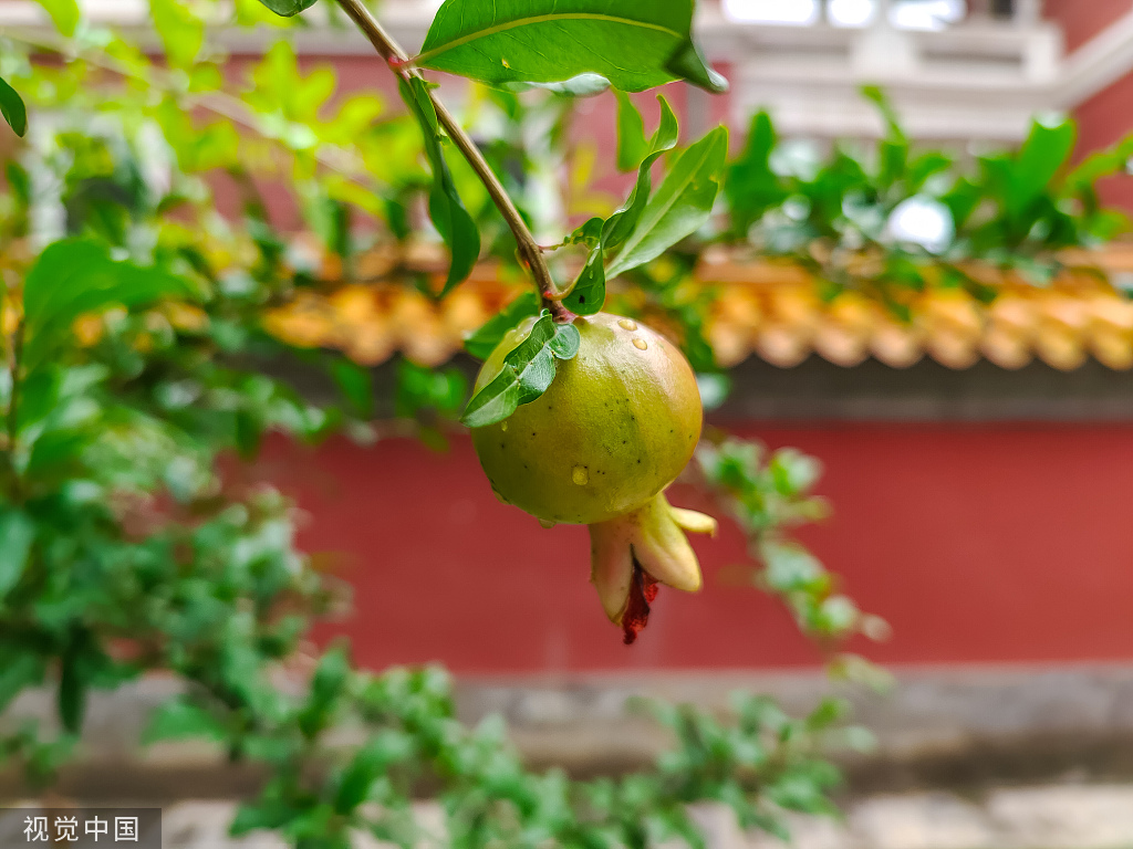雨后故宫石榴垂挂 雨水挂壁晶莹剔透