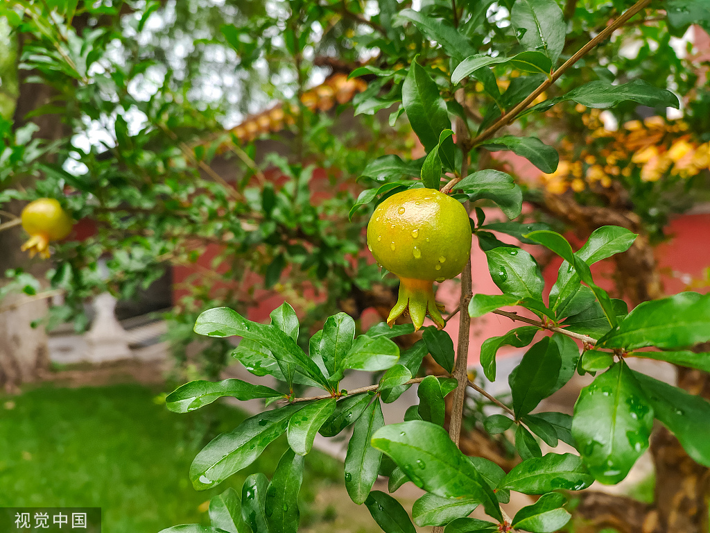雨后故宫石榴垂挂 雨水挂壁晶莹剔透
