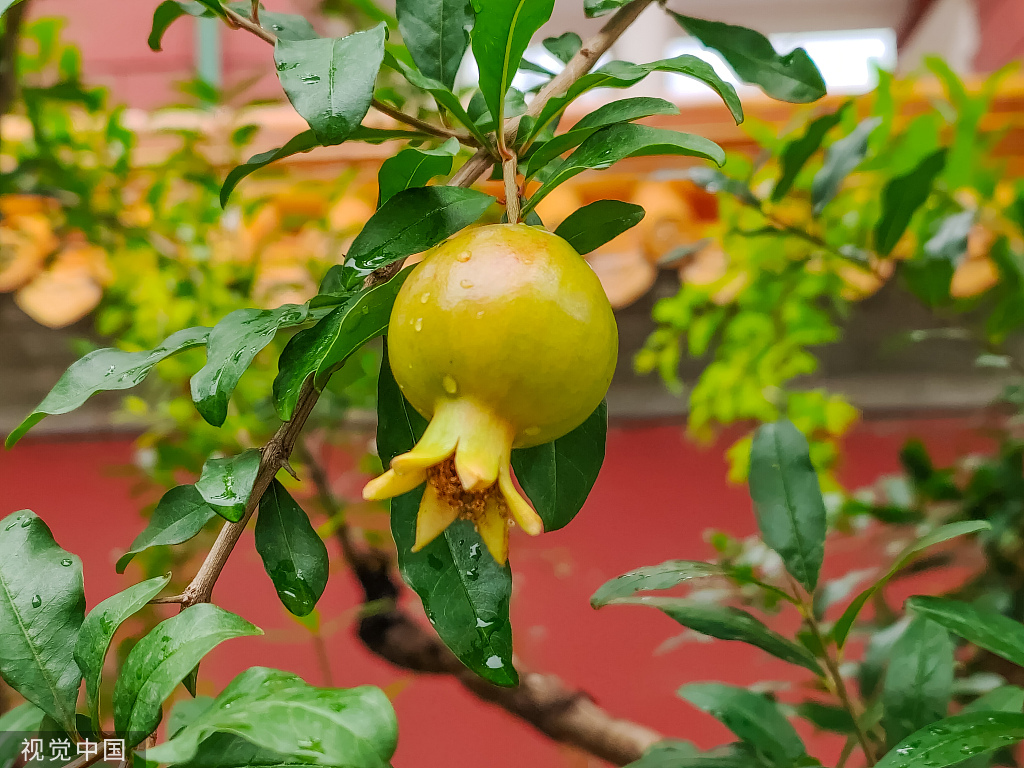 7月5日,北京,夏日故宫雨后的石榴,雨水挂壁晶莹剔透,在宫殿红墙金瓦