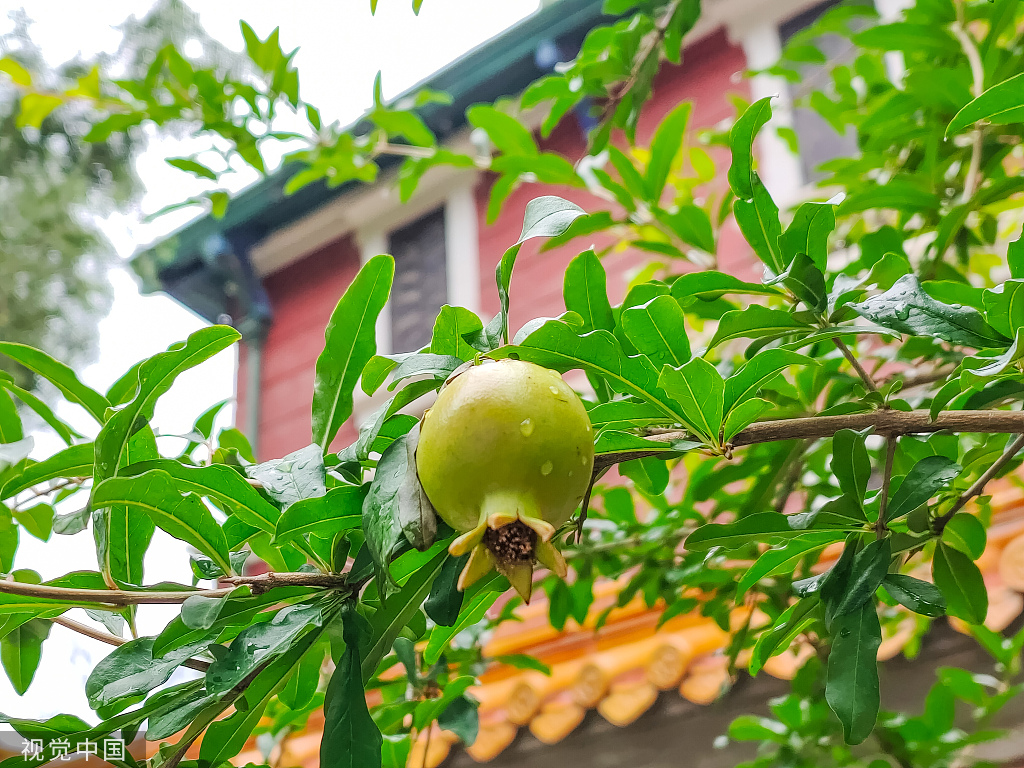 雨后故宫石榴垂挂 雨水挂壁晶莹剔透