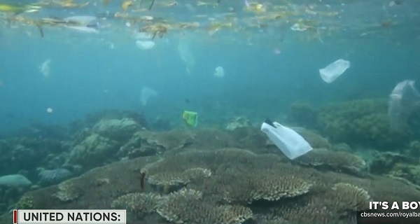 CBS：用新技术保护濒危物种不会灭绝 小鼠干细胞冷冻试验成功