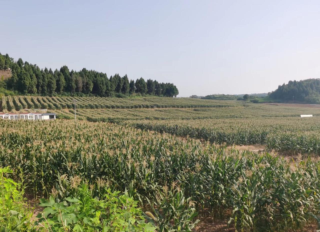 持续高温是否影响粮食生产？记者探访：玉米影响大，对水稻是利好