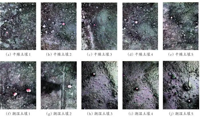 基于机器视觉系统的白芦笋芽定位算法与采收路径优化