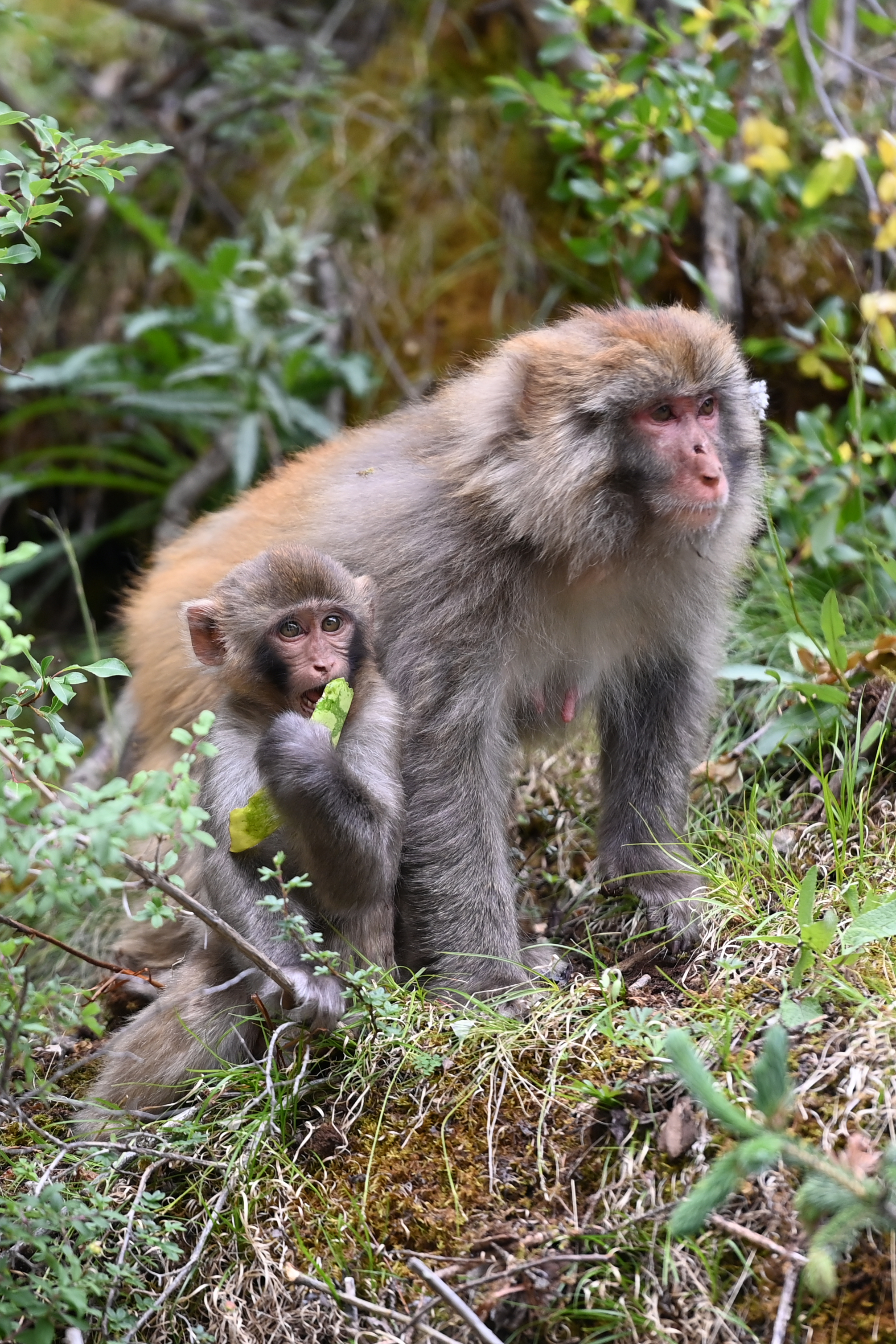 (生态)野生藏猕猴群栖息高原林场