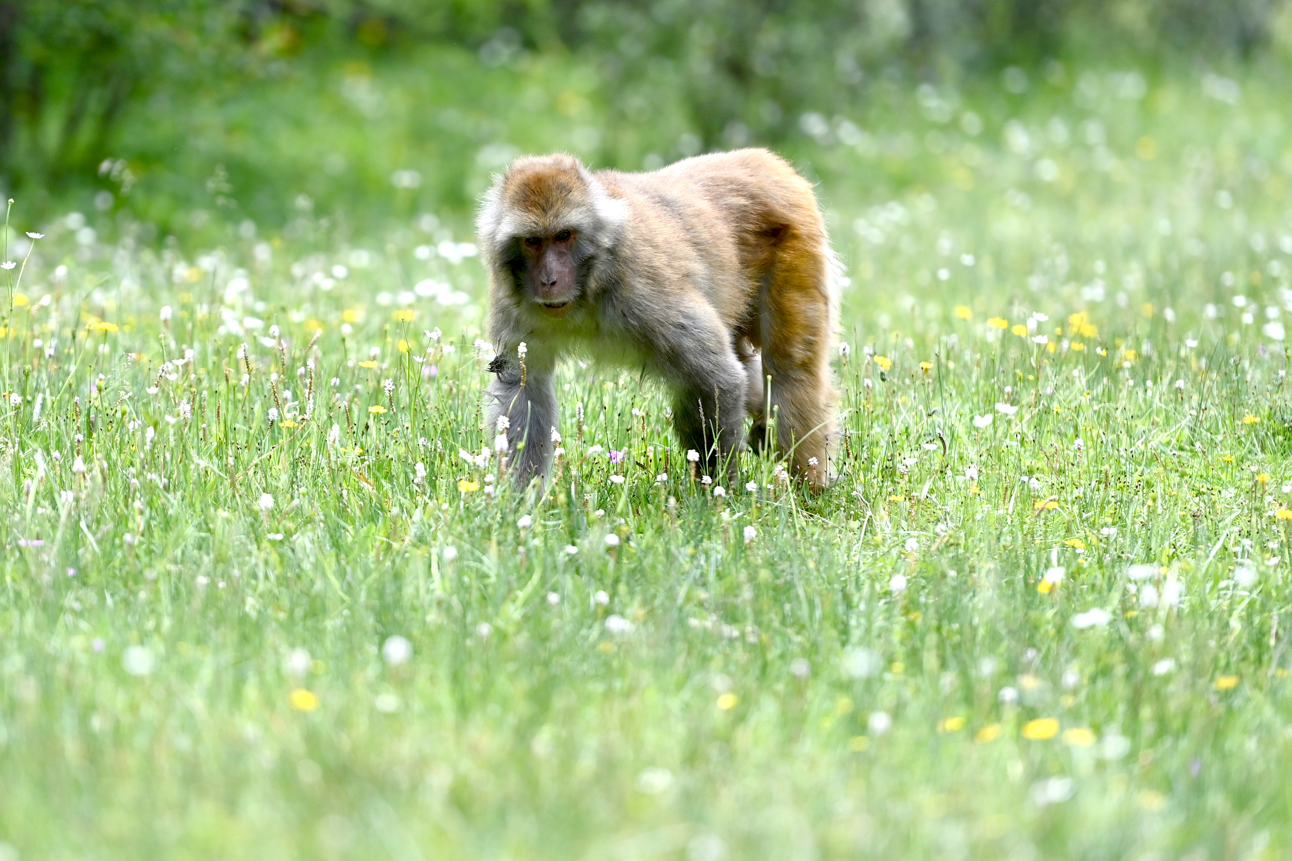 (生态)野生藏猕猴群栖息高原林场