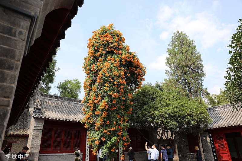 河南南阳：树龄460年凌霄花绽放 吸引游客观赏拍照