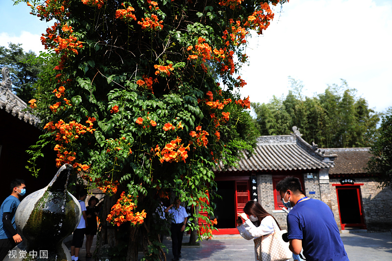 河南南阳：树龄460年凌霄花绽放 吸引游客观赏拍照