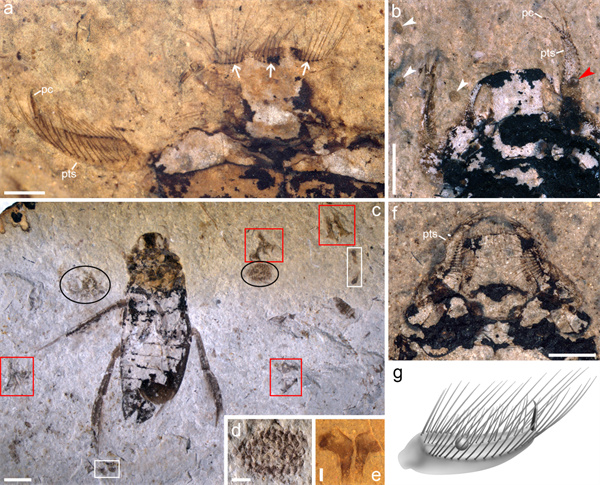 带着卵行走！一亿多年前，昆虫动物已有“母爱”
