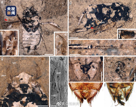 化石记录下1亿多年前昆虫的母爱