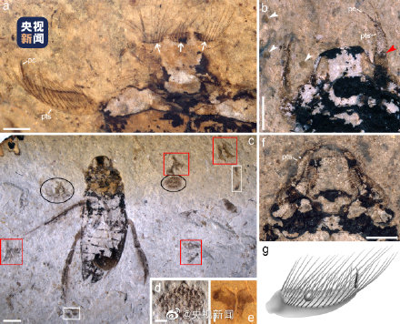 化石记录下1亿多年前昆虫的母爱