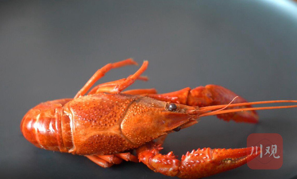 金叫唤实验室丨小龙虾含不含重金属？检测了10斤小龙虾，结果出来了