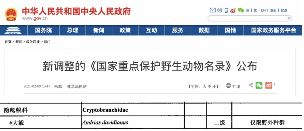 四川一女网红食用金色娃娃鱼引争议，专业人士：金色并不罕见，若为人工养殖则可食用